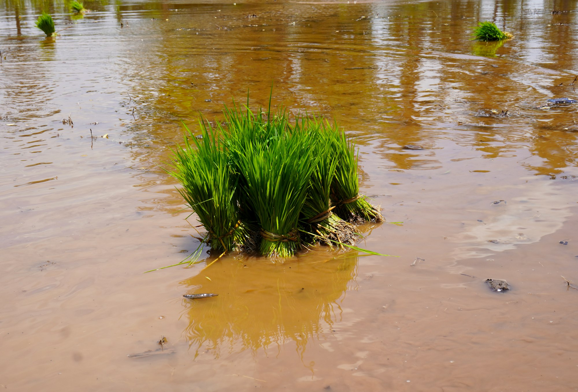 A clump of young rice plants standing in a field submerged under muddy floodwater