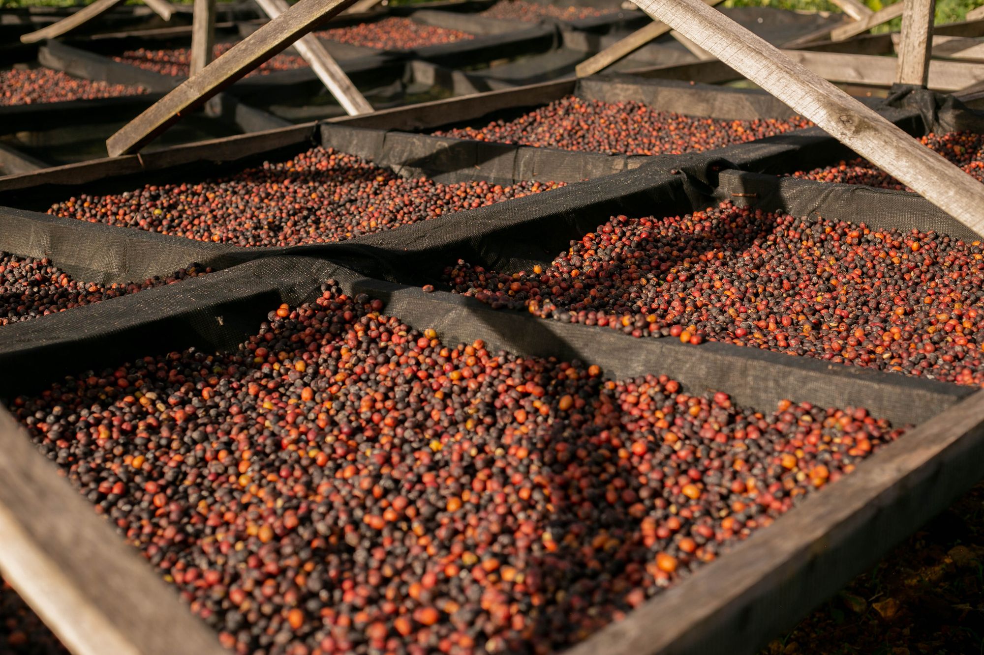 Harvested coffee cherries spread out to dry in open timber trays on a coffee farm