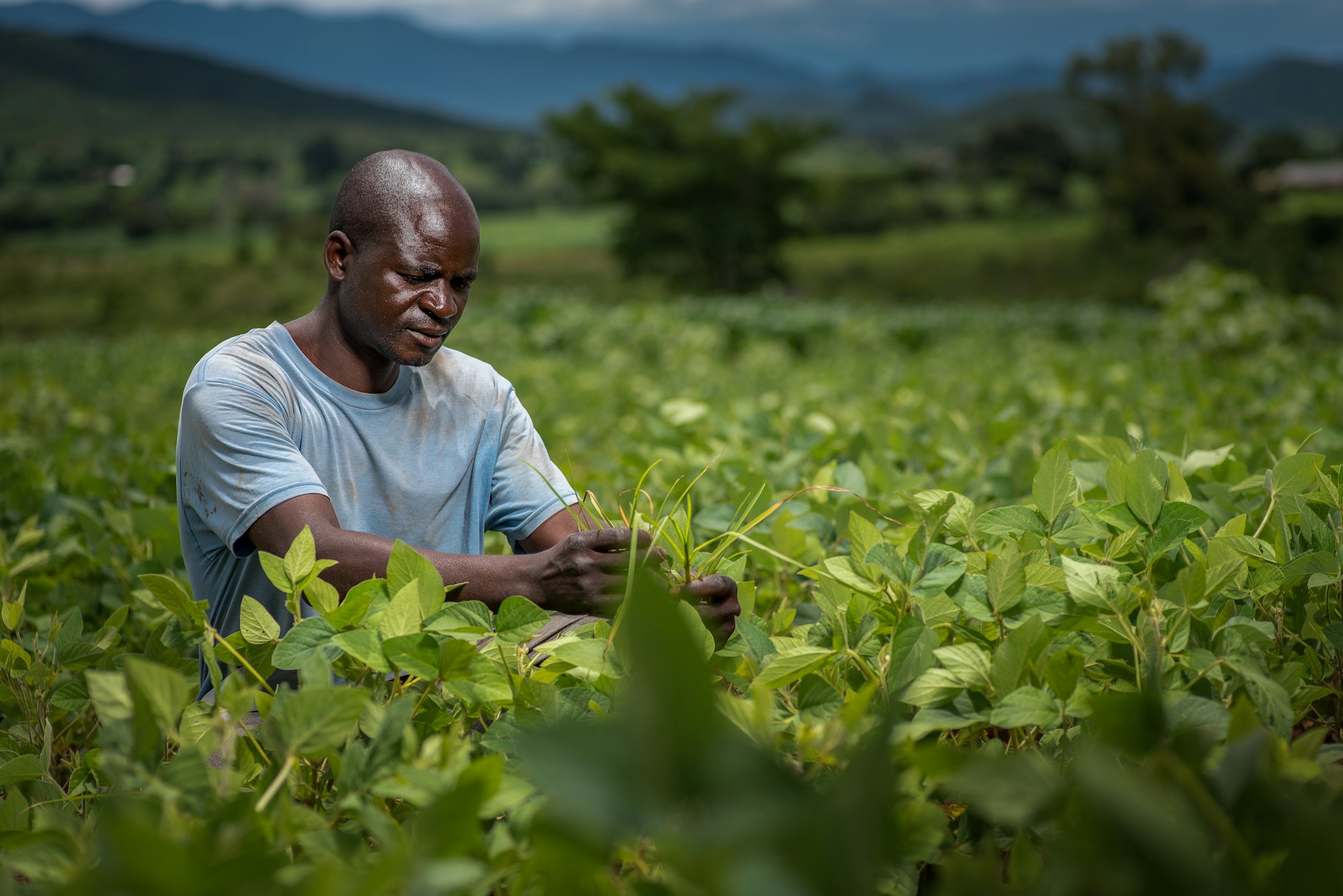 A farmer working by hand along a row of leafy crops, with further planted fields and hills behind