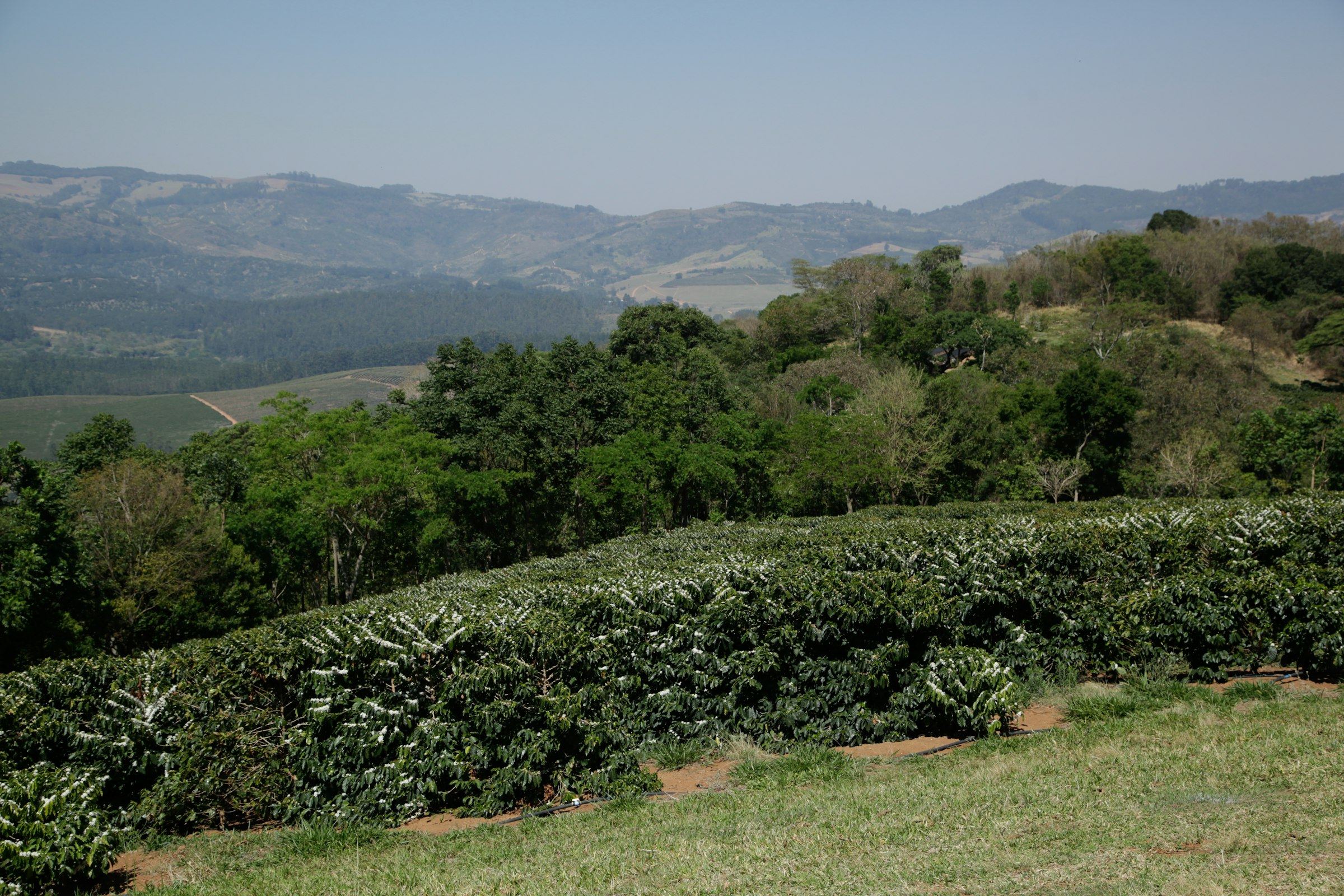 Rows of flowering coffee shrubs running across a hillside, with further coffee blocks and ridgelines in the distance