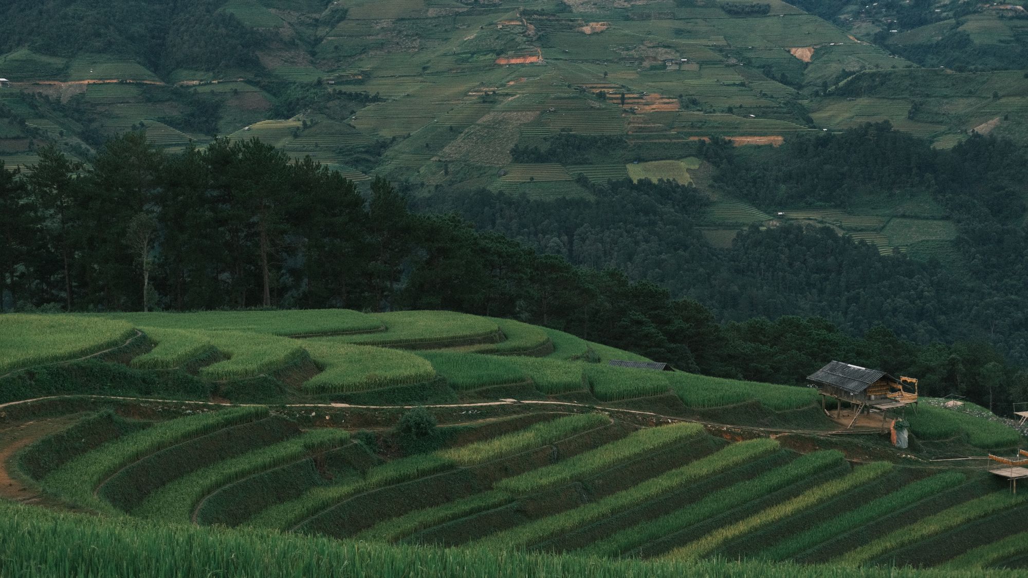 Terraced smallholder rice fields stepping down a hillside, with a field shelter and forested slopes behind