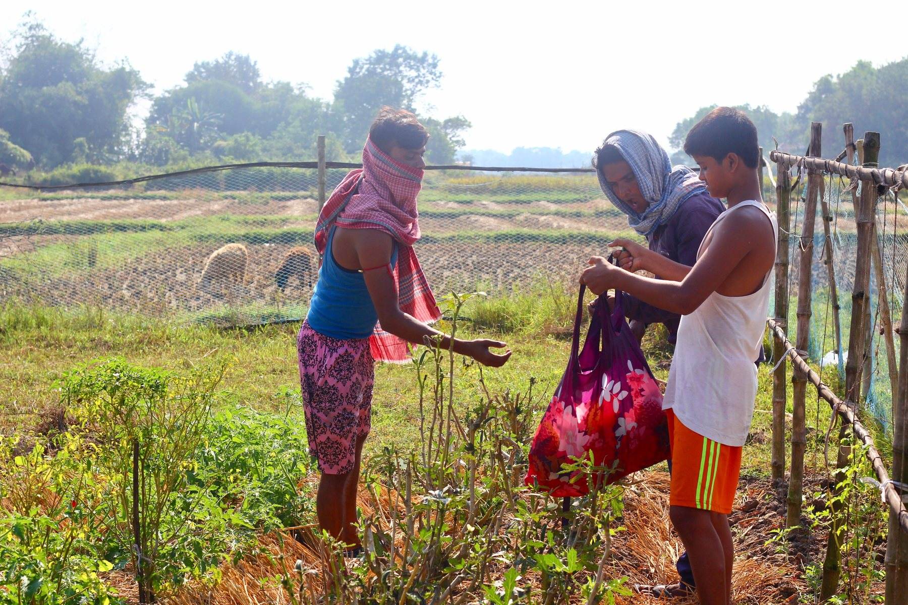 A worker cutting sugarcane by hand in a harvested cane block