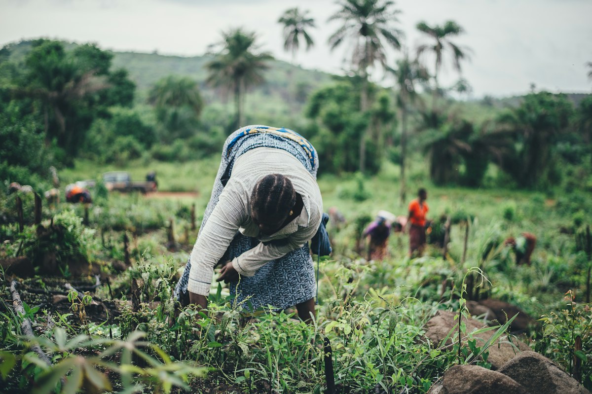 A group of farmers weeding a newly planted plot by hand in an area without farm machinery