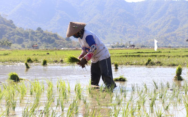 A farmer carrying rice seedlings across a flooded paddy field with hills behind