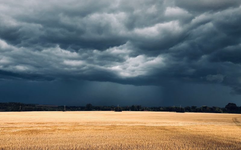 Dark storm clouds gathering over a ripening grain field
