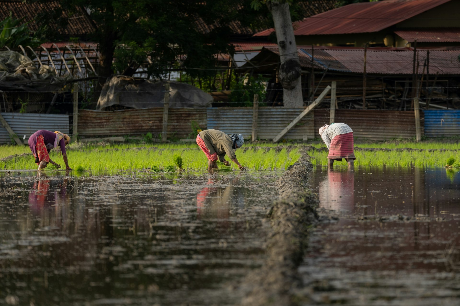 Farmers planting rice seedlings by hand across a flooded paddy at dusk
