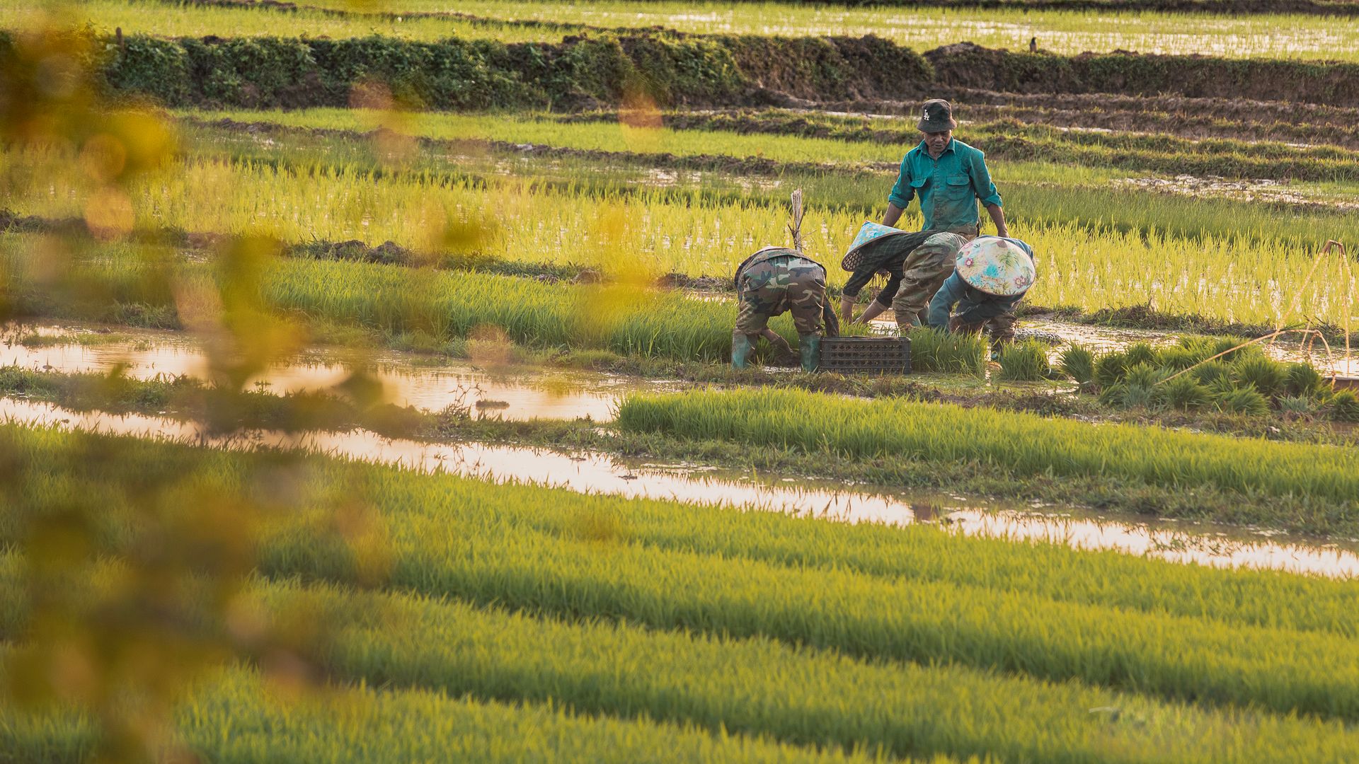 Farmers transplanting rice across flooded paddy terraces, with a small tractor working the field behind them