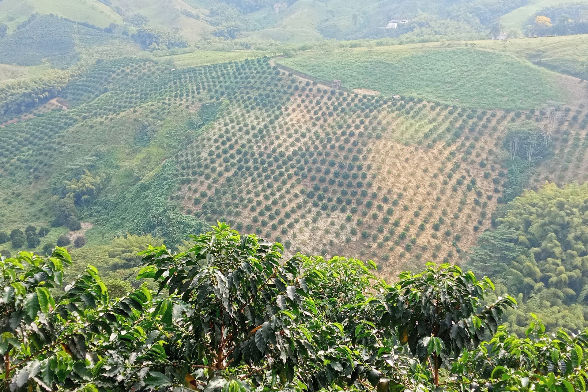 Coffee pickers working through shaded coffee trees, stripping ripe cherries into hip baskets