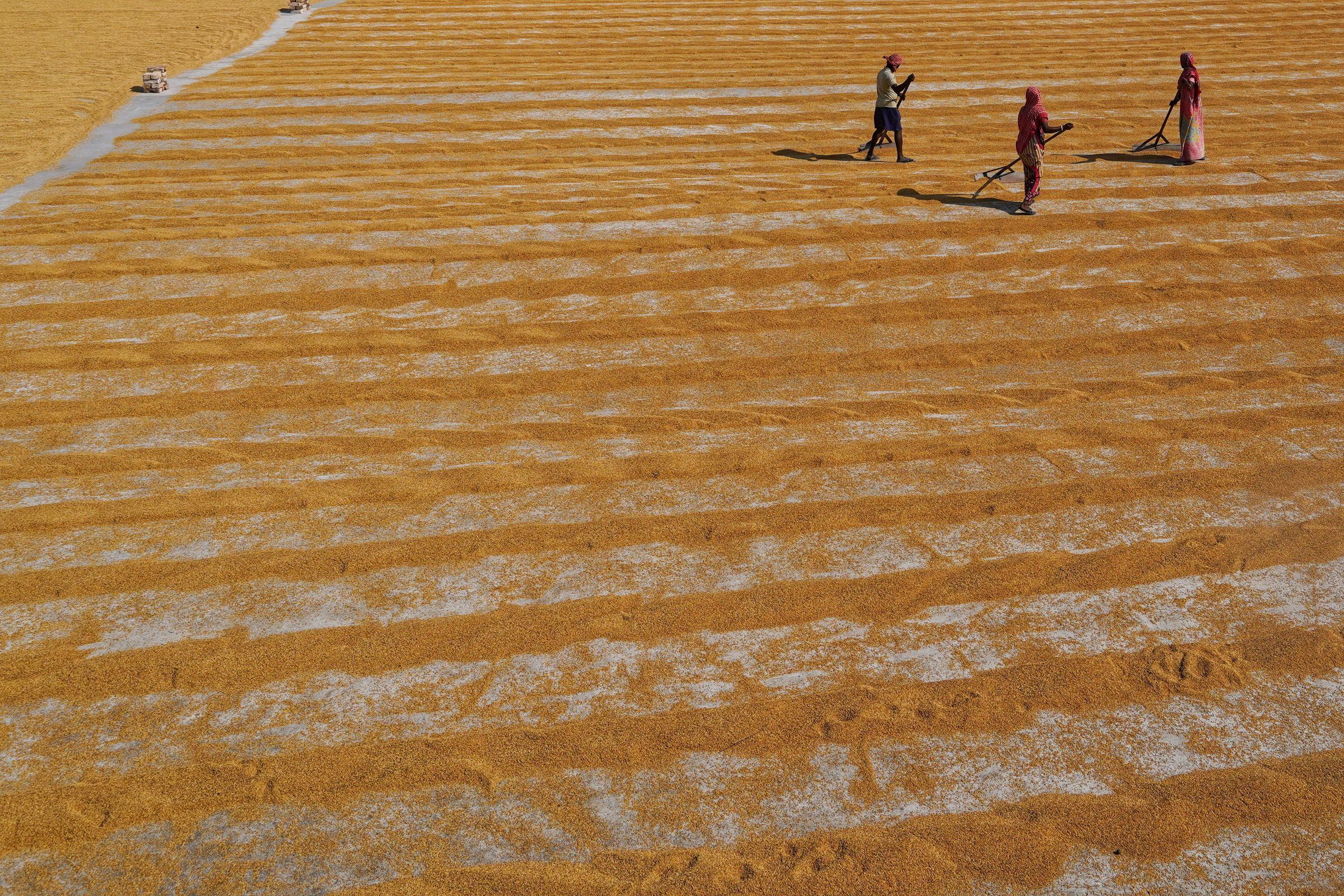Field workers spreading and raking a harvested crop across a wide open drying ground, seen from above