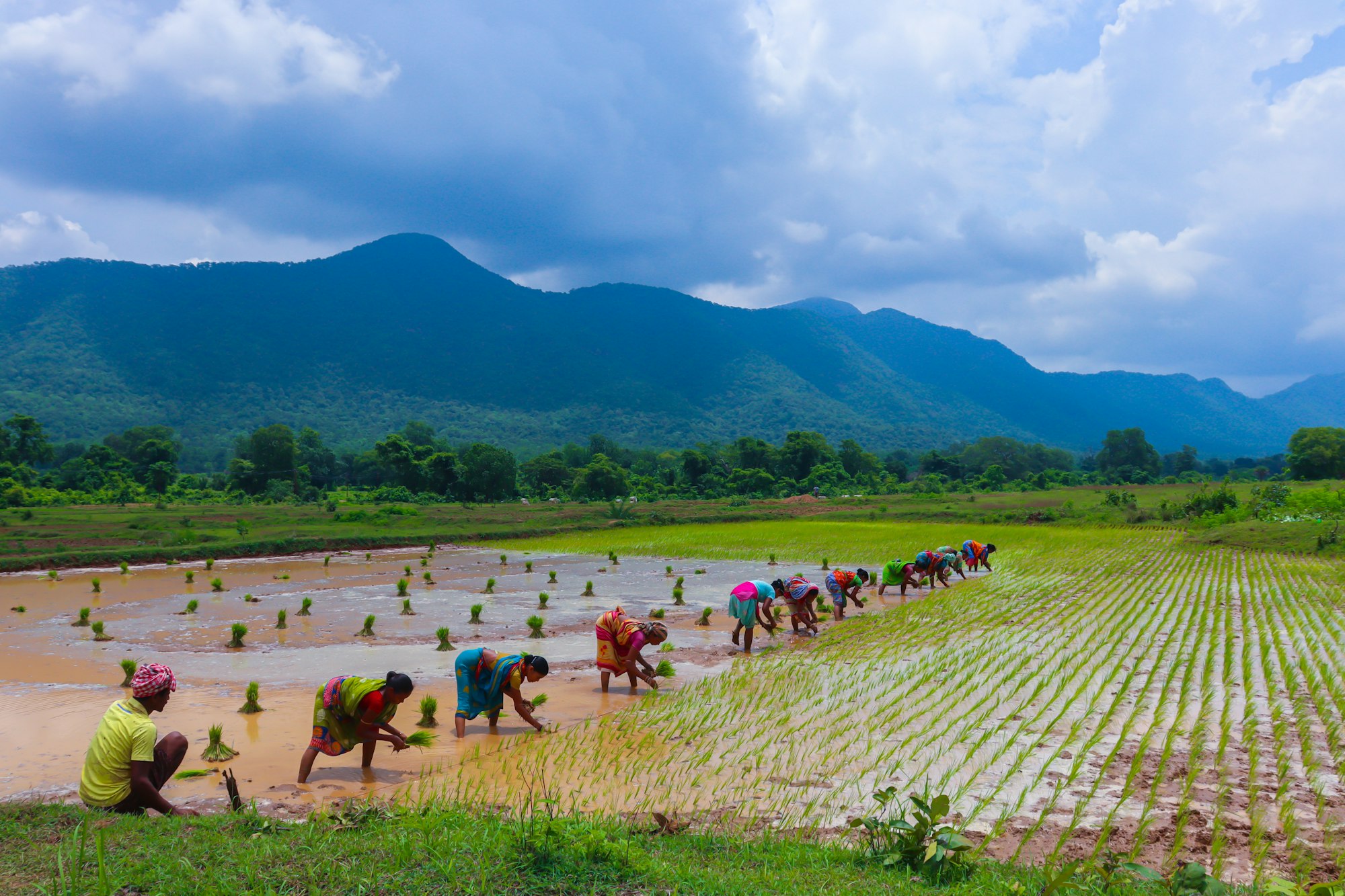 A line of farmers transplanting rice seedlings by hand across a partly flooded paddy field, with wooded hills behind