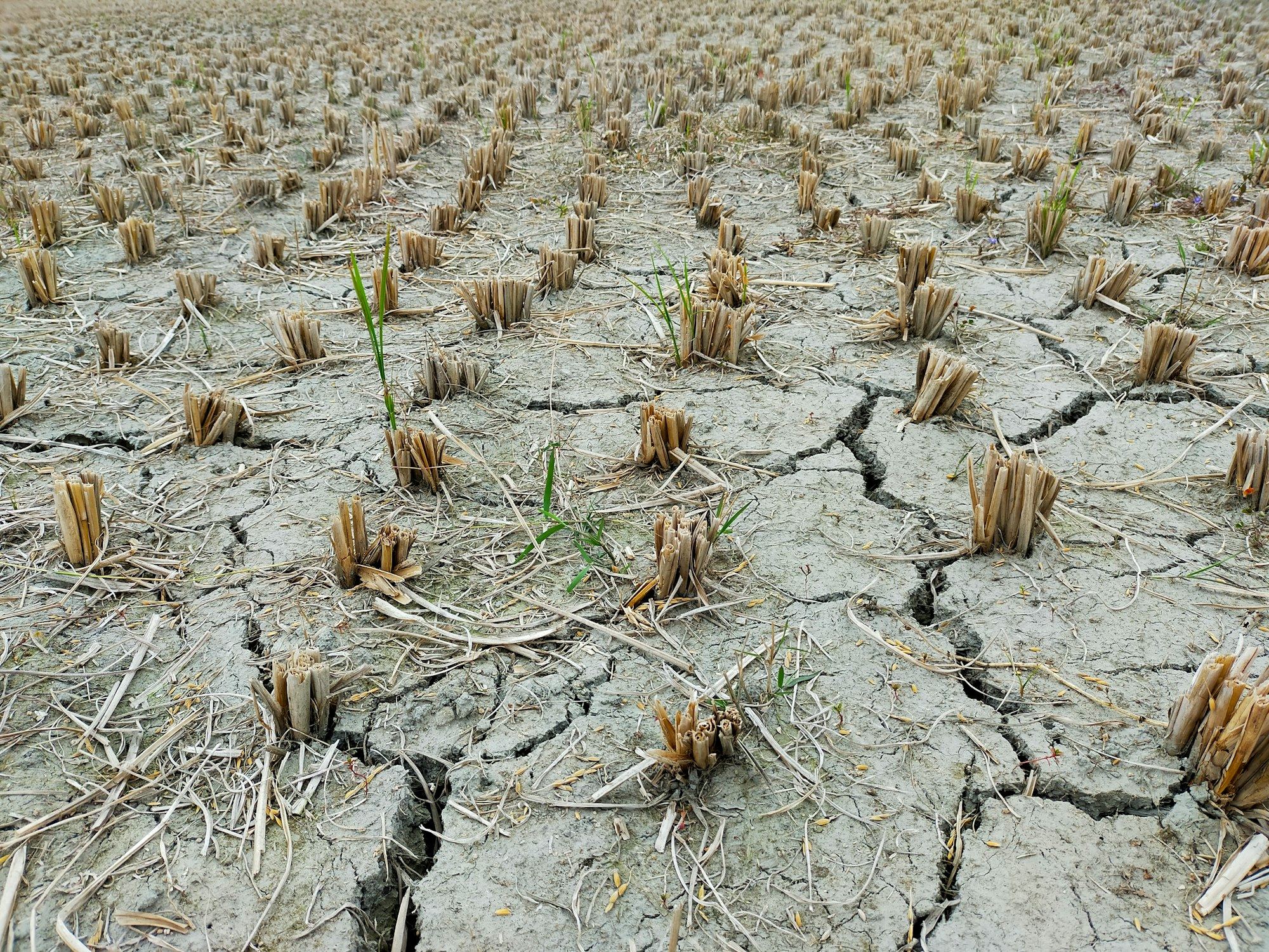 A harvested paddy field left with dry cracked soil and stubble after water ran out